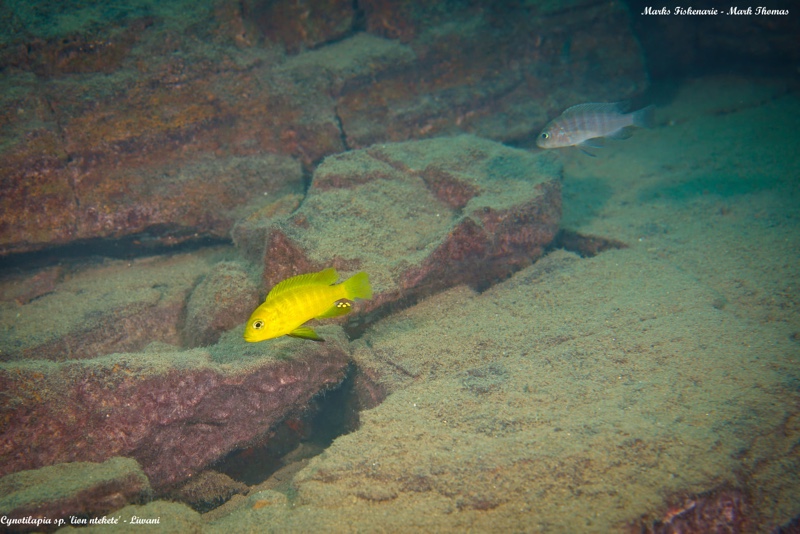 Cynotilapia sp. 'lion ntekete' Liwani